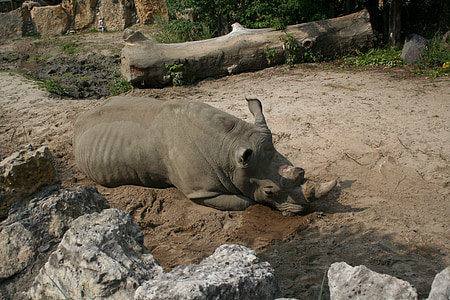 Rhino, živalski vrt, živalstvo Afrike