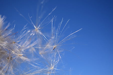 flying seeds, wind, sky, ease, tender, fly, blue