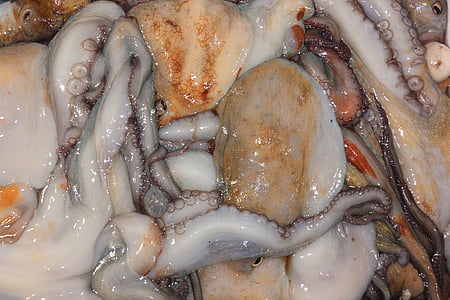 italy, favigana, squid, seafood, mixed, catch, fresh