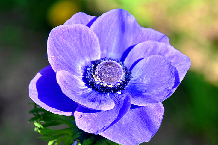vēju puķe, zila, pavasara ziedu