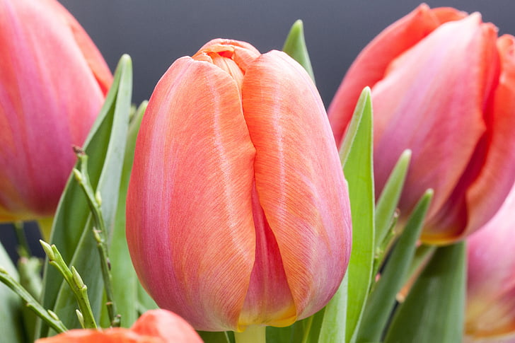 Tulip, Lily, printemps, nature, fleurs, tulipes, schnittblume