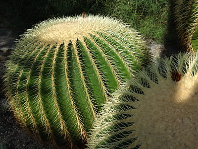Kaktus-Gewächshaus, Echinocactus grusonii, Mutter im Gesetz Stuhl, Kaktus, goldkugelkatus, in der Nähe, Sporn