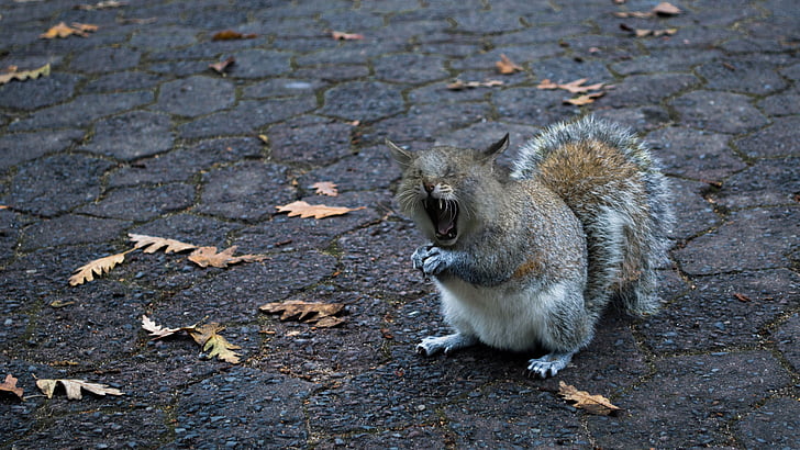squirrel-cat, yawn, foot, open, tooth, tired, predator