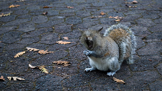 scoiattolo-gatto, sbadiglio, piedi, aprire, dente, stanco, Predator