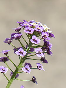doldiger berro, Berro, Inflorescencia, flores, flor, planta, violeta