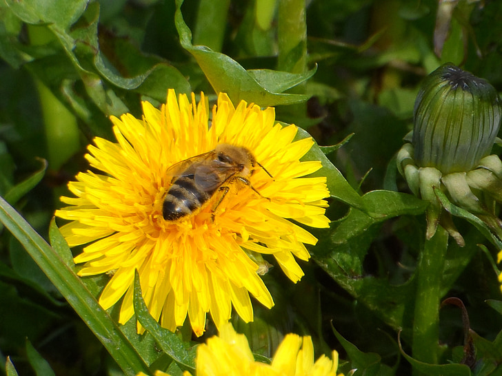 abeille, Sonchus oleraceus, fleurs, insecte, nature, pollinisation, pollen