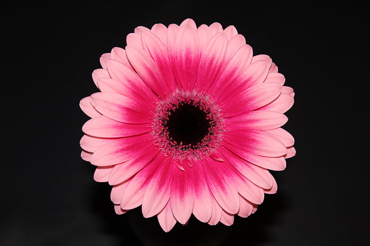 cvet, Gerbera, cvet, Gerbera Tratinčica, roza barve, Latica, narave