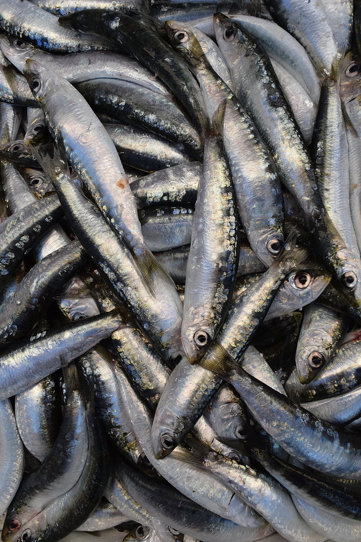 peix, sardines, Sardina europeu, fang, Frisch, menjar, aliments