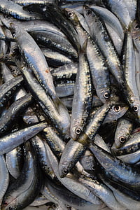 fisk, sardiner, europeisk sardin, Fang, Frisch, äta, mat