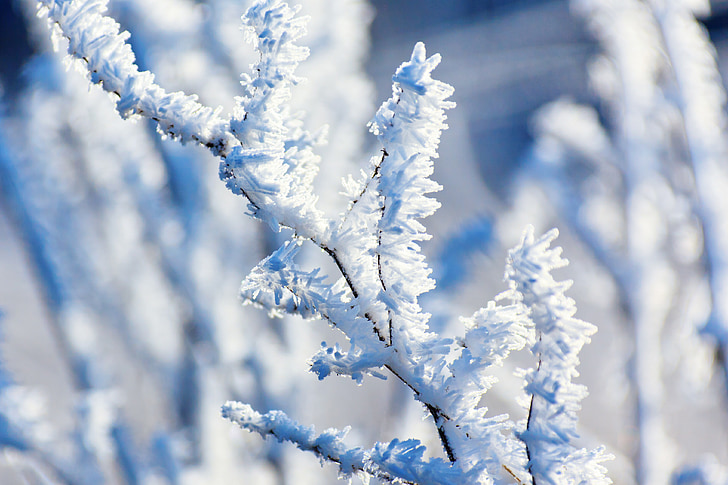 blå, kolde, ZE, Frost, frostklare, Hoar, rimfrost