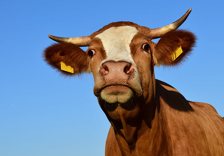 krowa, Wołowina, pastwiska, zwierzęta gospodarskie, zwierząt, ssaki, Rolnictwo