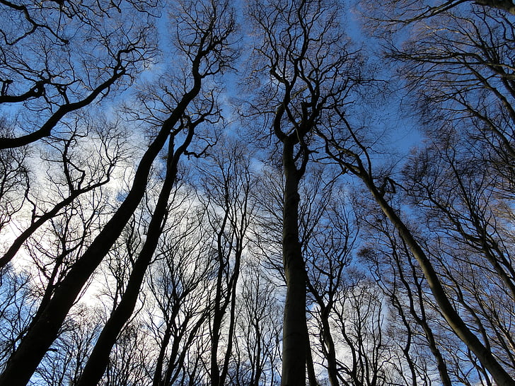 erdő, Sky, téli, táj, Rügen, fák