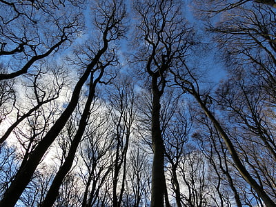 šuma, nebo, Zima, krajolik, Rügen, stabla