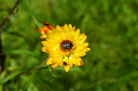 flower, insect, garden, flowers, nature, yellow, plant