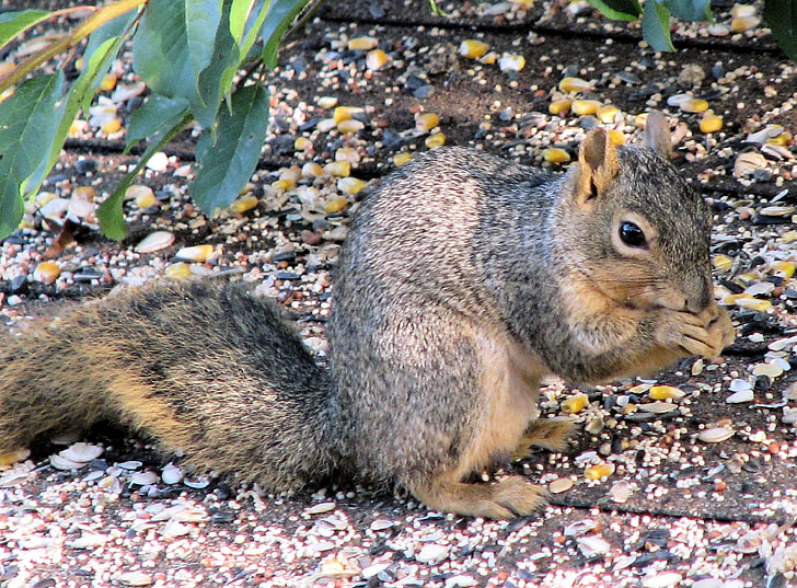 다람쥐, 밖에 서, 동물, 자연, 귀여운, 먹는, 갈색