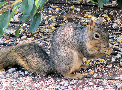 mókus, kívül, állat, természet, cuki, eszik, barna