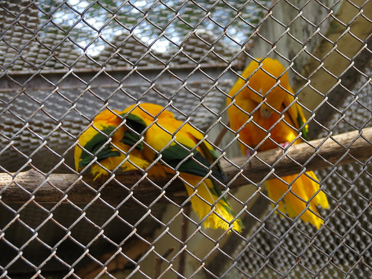 kebun binatang, burung, arasras, Sorocaba, Brasil, kuning