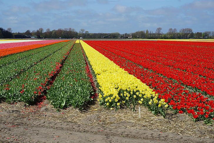 gėlės, tulpės, tulpių laukas, Olandijoje, Pavasario gėlės, Gamta, raudona