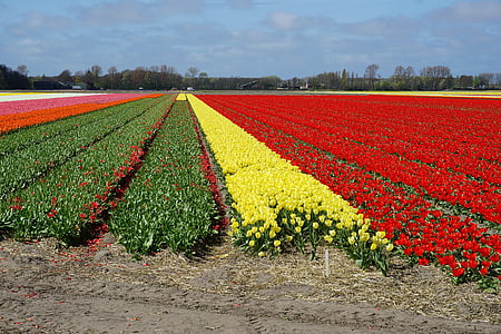 flowers, tulips, tulip field, holland, spring flowers, nature, red