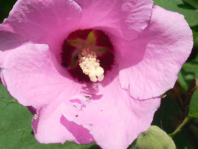 Rose af sharon, Hibiscus, blomst, steg, Sharon, Bloom, Blossom