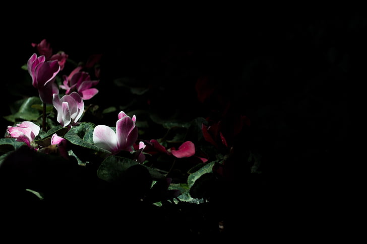 tumša, naktī, puķe, daba, āra, dārza, gaisma