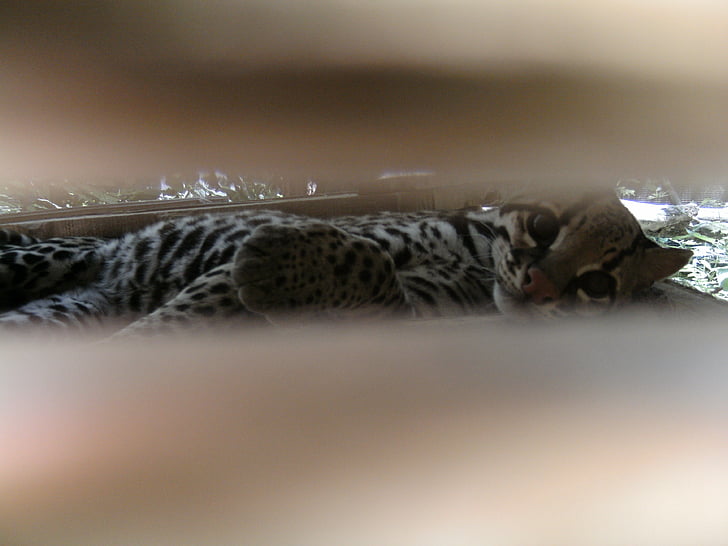 ocelot, feline