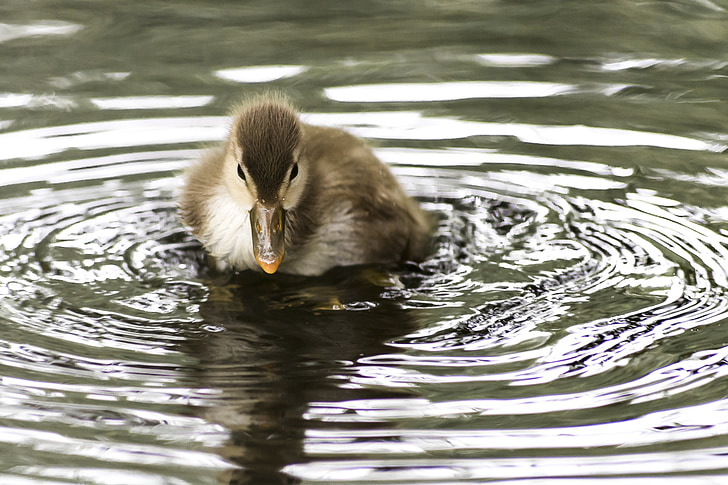 duck, baby, duckling, cute, newborn, water, toy