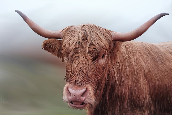 oksekød, ko, lange horn, brun, Horn, Highland oksekød, Shaggy