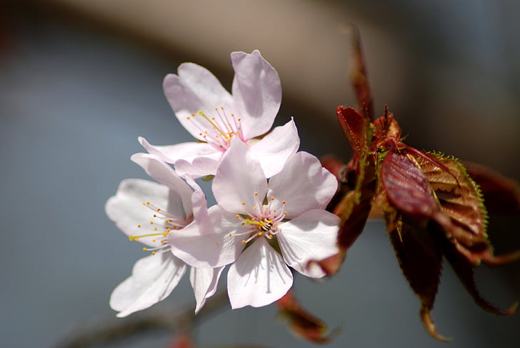 flowers, apple tree, spring, branch, flowering tree, living nature, bloom
