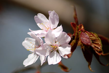 virágok, almafa, tavaszi, fióktelep, virágzó fa, élő természet, Bloom