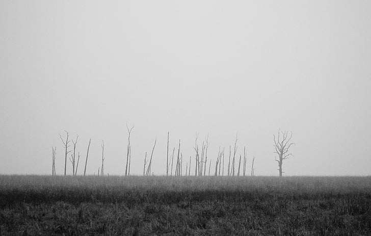 black-and-white, field, fog, grass, mist, nature, outdoors