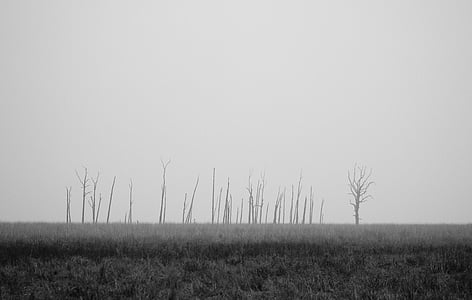 fekete-fehér, a mező, köd, fű, köd, természet, a szabadban