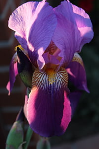 flor, Iris, porpra, natura, floral, primavera, planta