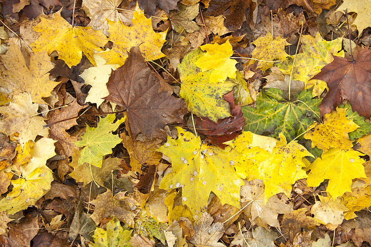rudens, dārza, daba, atstāj, novembris, programmā, dzeltena