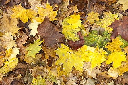 Herbst, Garten, Natur, Blätter, November, in der, gelb