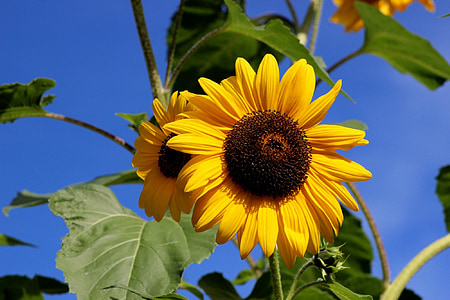solros, blomma, sommar, solen, stor blomma, naturen, gul