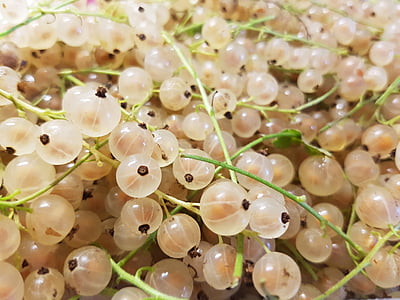 white, currant, berry, food, close-up, fruit, fresh