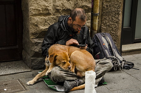 perro, personas sin hogar, cachorro, animal, mascota, callejeros, Retrato