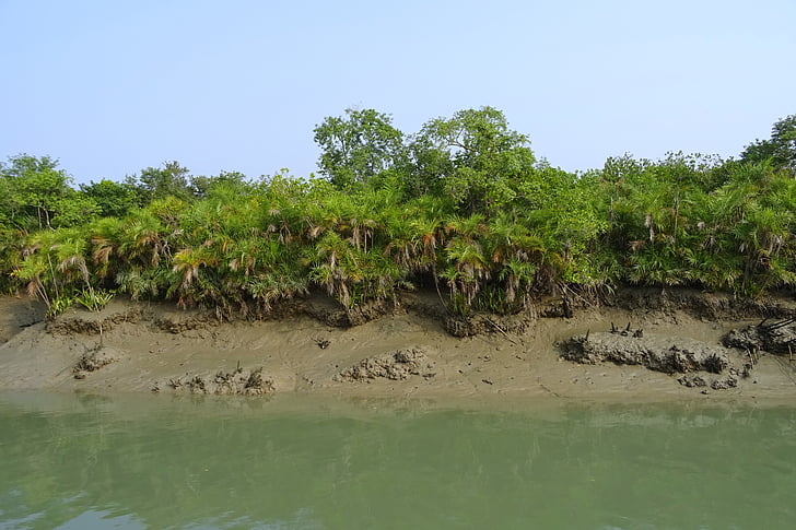 Mangrove, Sundarbans, träsket, skogen, floden, Ramsarområde, UNESCO