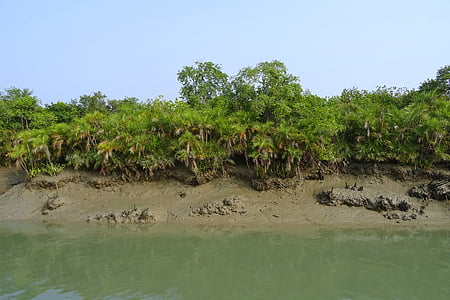 mangrovníky, Sundarbans, močiar, Forest, rieka, Ramsarský stránky, UNESCO