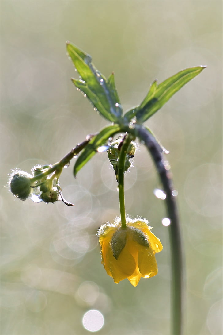 Buttercup, weide, plant, natuur, geel, lente, puntige bloem
