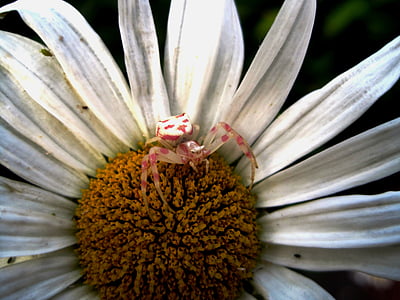 蟹蛛, 粉红和白色, 小, 何瑞克宁, 黛西, 白色, 花瓣