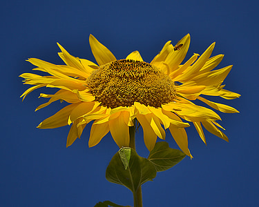 sunflower, flower, yellow, nature, sunny, blossom, blooming