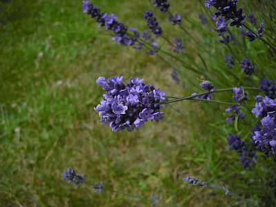 Lavender, bunga, Blossom, mekar, ungu, tanaman berbunga, Taman