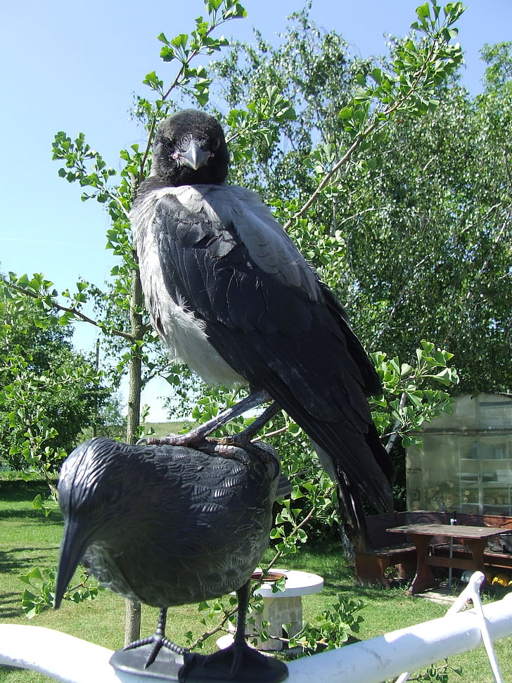 hooded crow, vogel, de kraai kraaien, Tuin, overmoed, regering, dier