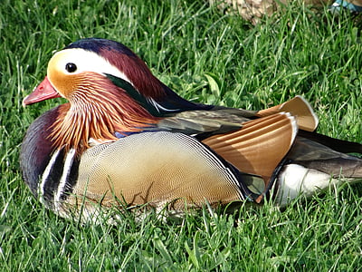 duck, color, plumage, shades, colorful