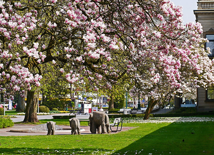 flor de Magnolia, Kurpark, Bad rothenfelde, Kurhaus, Parque, fuente, característica del agua