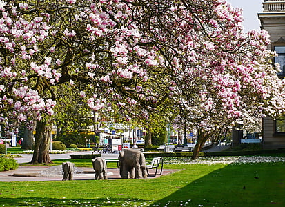 magnolia blossom, kurpark, bad rothenfelde, kurhaus, park, fountain, water feature