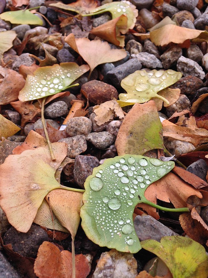 dew, leaves, leaf, nature, green, water, wet