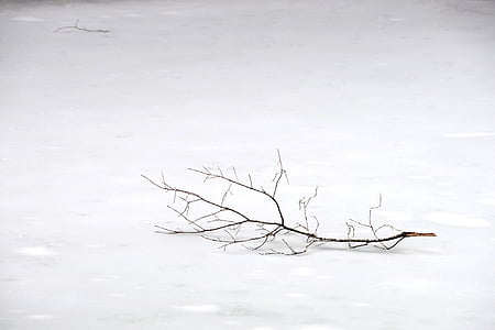 marrom, à mostra., árvore, haste, Branco, neve, terreno